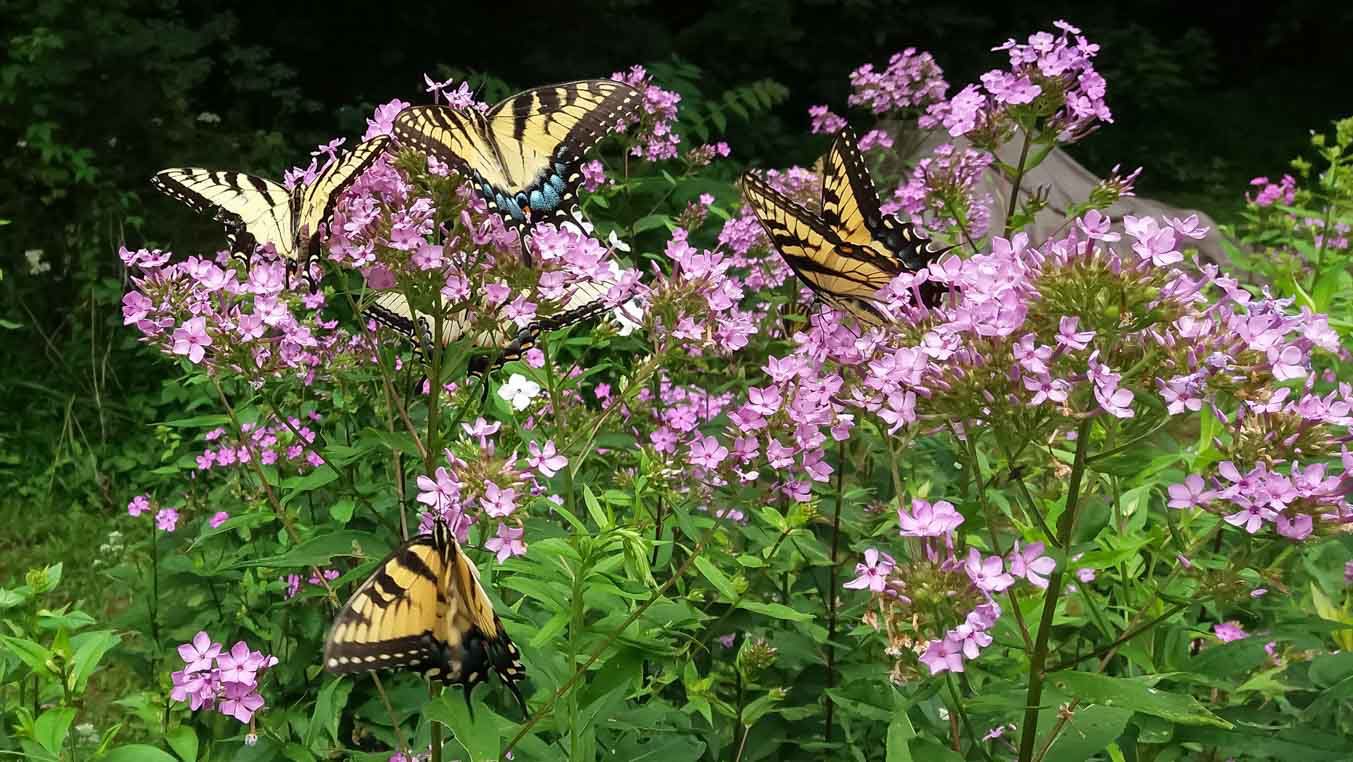 wildButterflies-25-w-story.jpg